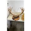 Image 7 : ANTLERS ON MOUNT AND FISHING VEST