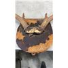Image 8 : ANTLERS ON MOUNT AND FISHING VEST