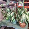 Image 1 : 3 ARTIFICIAL PLANTS