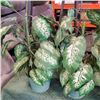 Image 2 : 3 ARTIFICIAL PLANTS