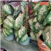 Image 3 : 3 ARTIFICIAL PLANTS