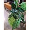 Image 4 : 2 ARTIFICIAL TREES - APPROX 67 INCHES TALL