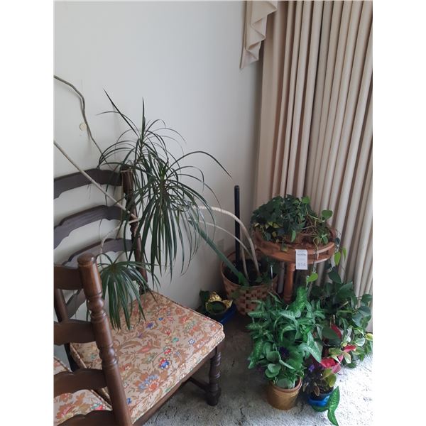 Plant Stand & Plants Cat B