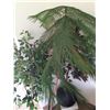Image 2 : Norfolk Pine and Faux Plants Cat B