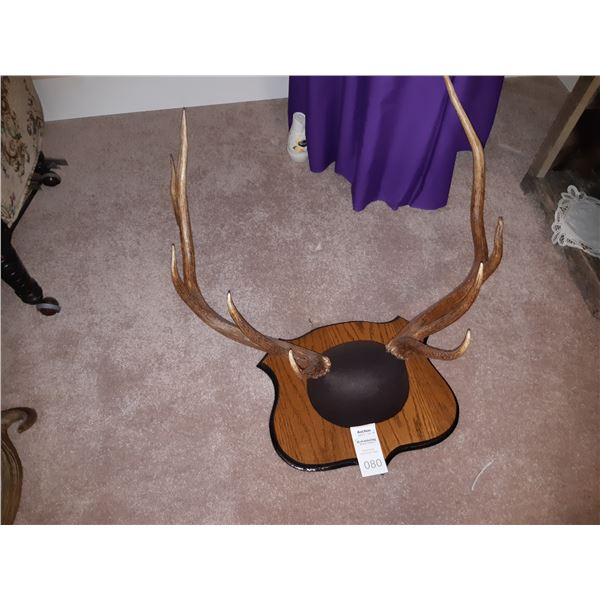 Single Point Antler. Cat C