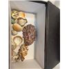 Image 1 : Lot of shells