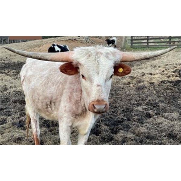 BG TWISTED CHERRY FIZZ