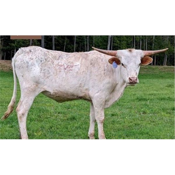 Cote's WILEY C-O -TAY