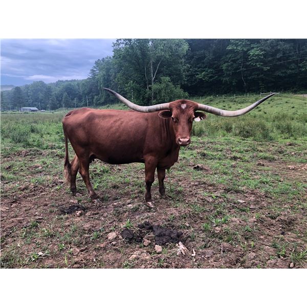 SL CHIM CHIM CHER-EE