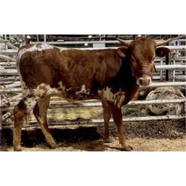 DONATION LOT - HHR CASTING CROWNS