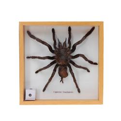 Rare Taxidermy Tarantula  (CLB-388)