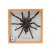 Image 1 : Rare Taxidermy Tarantula  (CLB-388)