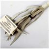 Image 3 : Native American Navajo Talking Stick