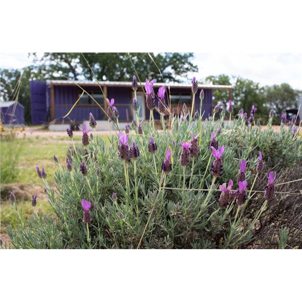 Rockin' H Lavender Farm Weekend Get-away