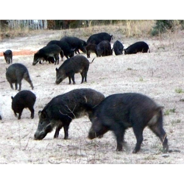 Hog Hunt for 2, Sacul, Texas