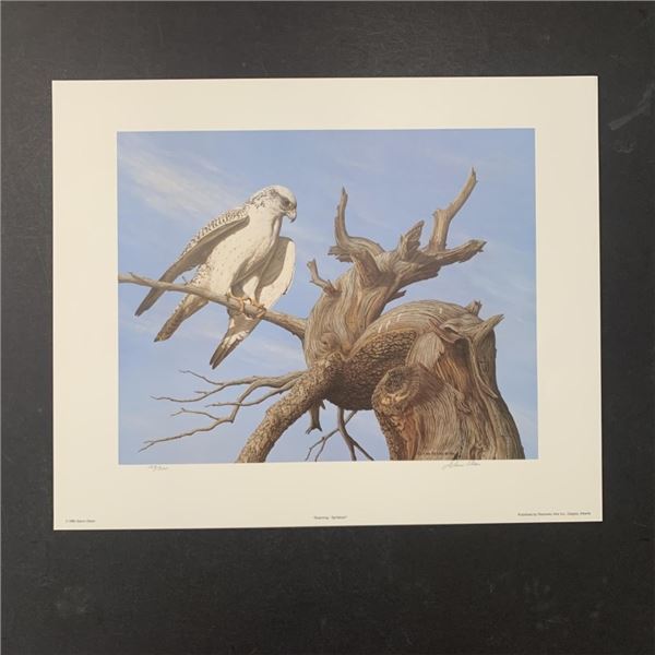 Glenn Olson's "Scanning - Gyrfalcon" Limited Edition Print