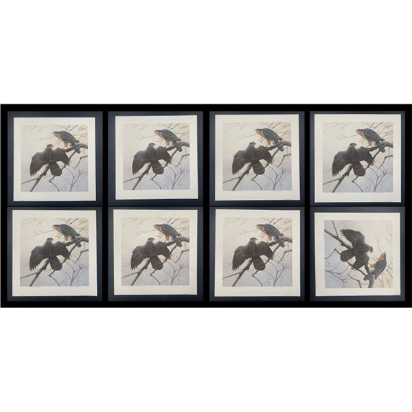 Michael Dumas's "Cooper's Hawk" Limited Edition Prints