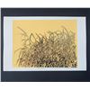 Image 1 : Richard Wagman's "Blades of Grass '69" Limited Edition Print