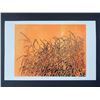 Image 1 : Richard Wagman's "Blades of Grass '72" Limited Edition Print