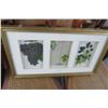 Image 2 : Framed Fruit Prints (2)