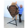 Image 1 : Buffalo Billy Taxidermy Head-2nd Largest in the World (Fantastic Condition) Approximate value $8500.