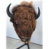 Image 2 : Buffalo Billy Taxidermy Head-2nd Largest in the World (Fantastic Condition) Approximate value $8500.