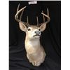 Image 1 : Professional Taxidermy Deer Head