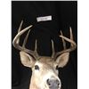 Image 2 : Professional Taxidermy Deer Head