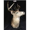 Image 3 : Professional Taxidermy Deer Head