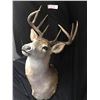 Image 4 : Professional Taxidermy Deer Head