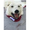 Image 2 : Authentic Polar Bear Rug