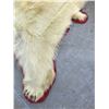 Image 3 : Authentic Polar Bear Rug