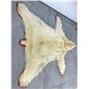 Image 4 : Authentic Polar Bear Rug