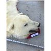 Image 7 : Authentic Polar Bear Rug