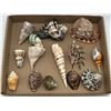 Image 1 : Group of 14 Sea shells - assorted sizes