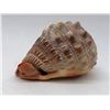 Image 2 : Group of 14 Sea shells - assorted sizes