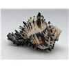 Image 3 : Group of 14 Sea shells - assorted sizes