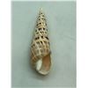 Image 8 : Group of 14 Sea shells - assorted sizes