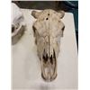 Image 8 : 2 LARGE ANIMAL SKULLS