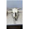Image 2 : 2 LARGE ANIMAL SKULLS