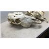 Image 8 : 2 LARGE ANIMAL SKULLS