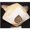 Image 2 : CATS CUTE SEXY FELINE FULL HEAD LATEX MASK 4