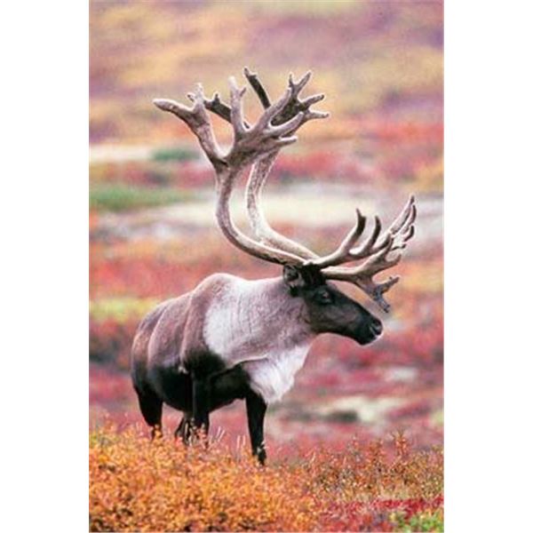 Governor's Caribou Tag Western Talkeetna Mountains (SC590)