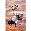Image 1 : Governor's Caribou Tag - Western Talkeetna Mountains (SC590)