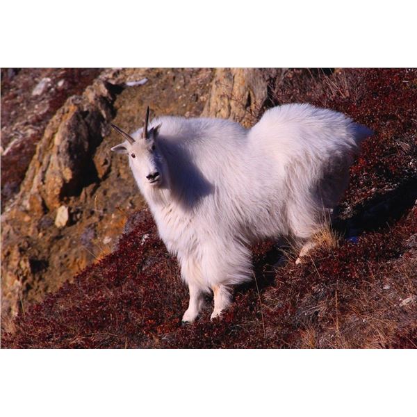 Wrangell/St. Elias National Park 7-Day Mountain Goat Hunt - Donated by Paul and Donna Claus and Ulti