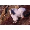 Image 1 : Wrangell/St. Elias National Park 7-Day Mountain Goat Hunt - Donated by Paul and Donna Claus and Ulti