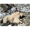 Image 2 : Wrangell/St. Elias National Park 7-Day Mountain Goat Hunt - Donated by Paul and Donna Claus and Ulti