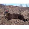Image 3 : 10-Day Kodiak Island Brown Bear and Sitka Blacktail Deer Hunt - Donated by Sam Rohrer and Rohrer Bea