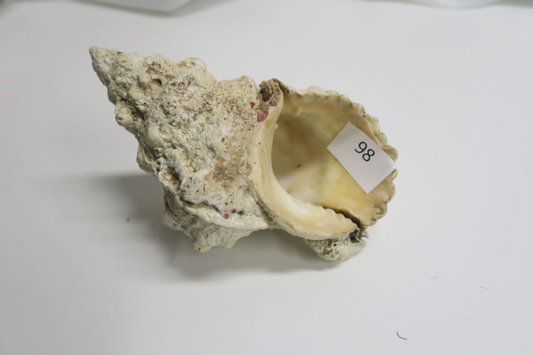 Large Shell (100 year old conch) - Schmalz Auctions