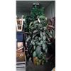 Image 1 : (2) Large Silk Plants